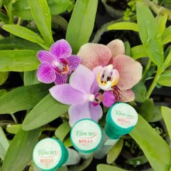 Thuốc Kích Mầm, Kích Chồi Keiki Xanh Duy Spray